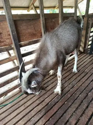 Goats