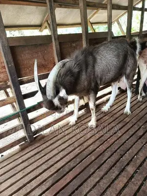 Goats