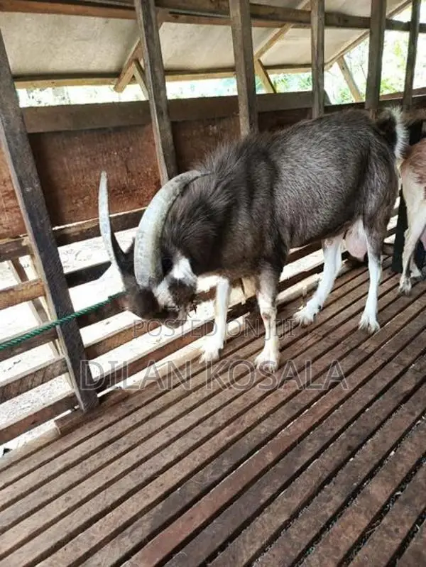 Goats