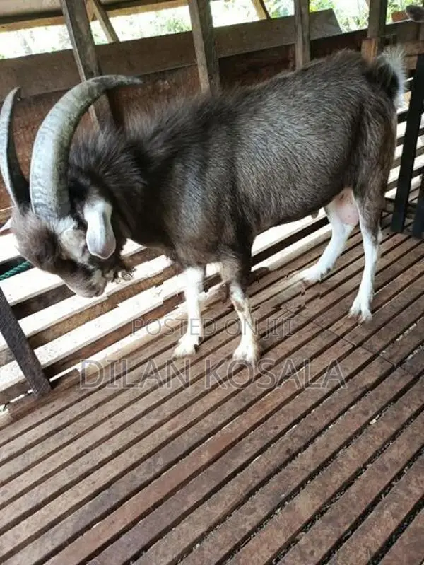 Goats