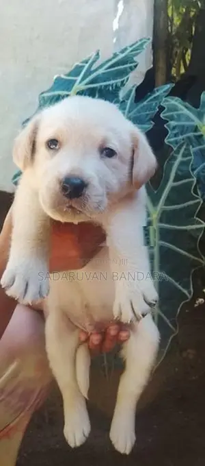Labrador Puppy