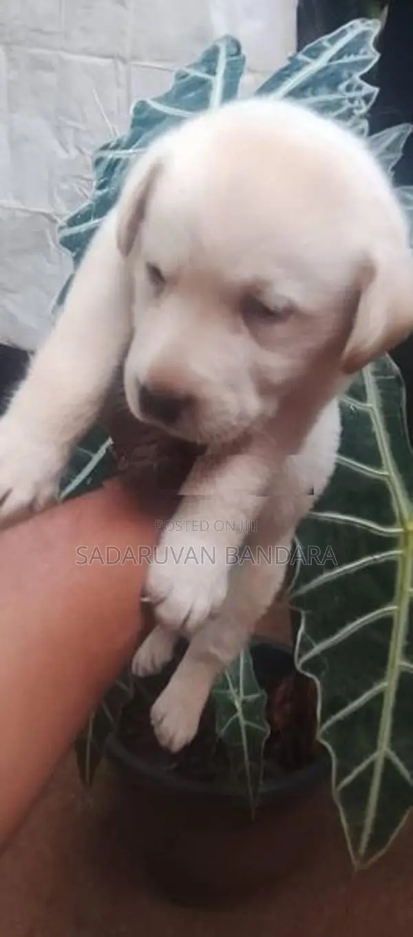 Labrador Puppy