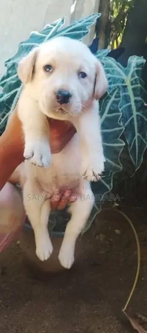 Labrador Puppy