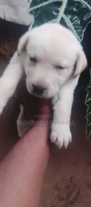 Labrador Puppy