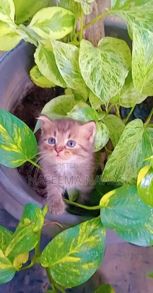 1-3 months Male Mixed Breed Scottish Fold