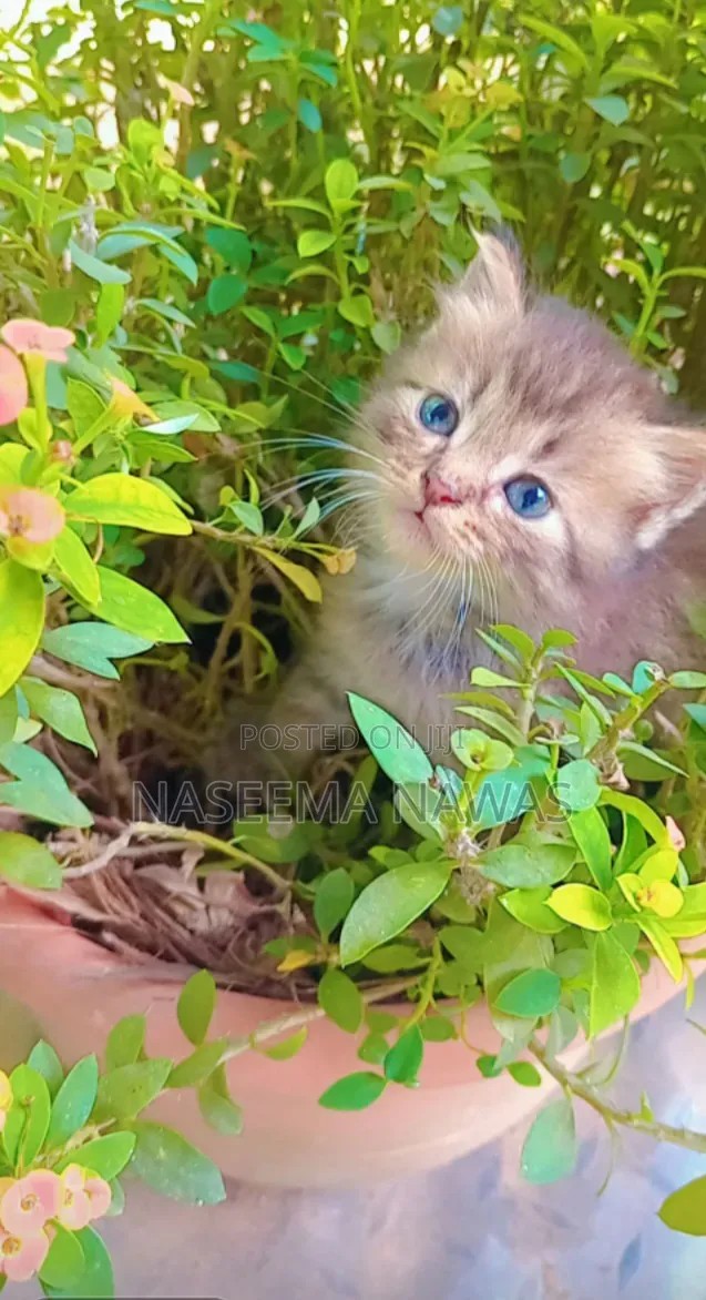 1-3 months Male Mixed Breed Scottish Fold