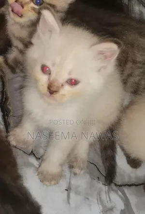 1-3 months Male Mixed Breed Scottish Fold