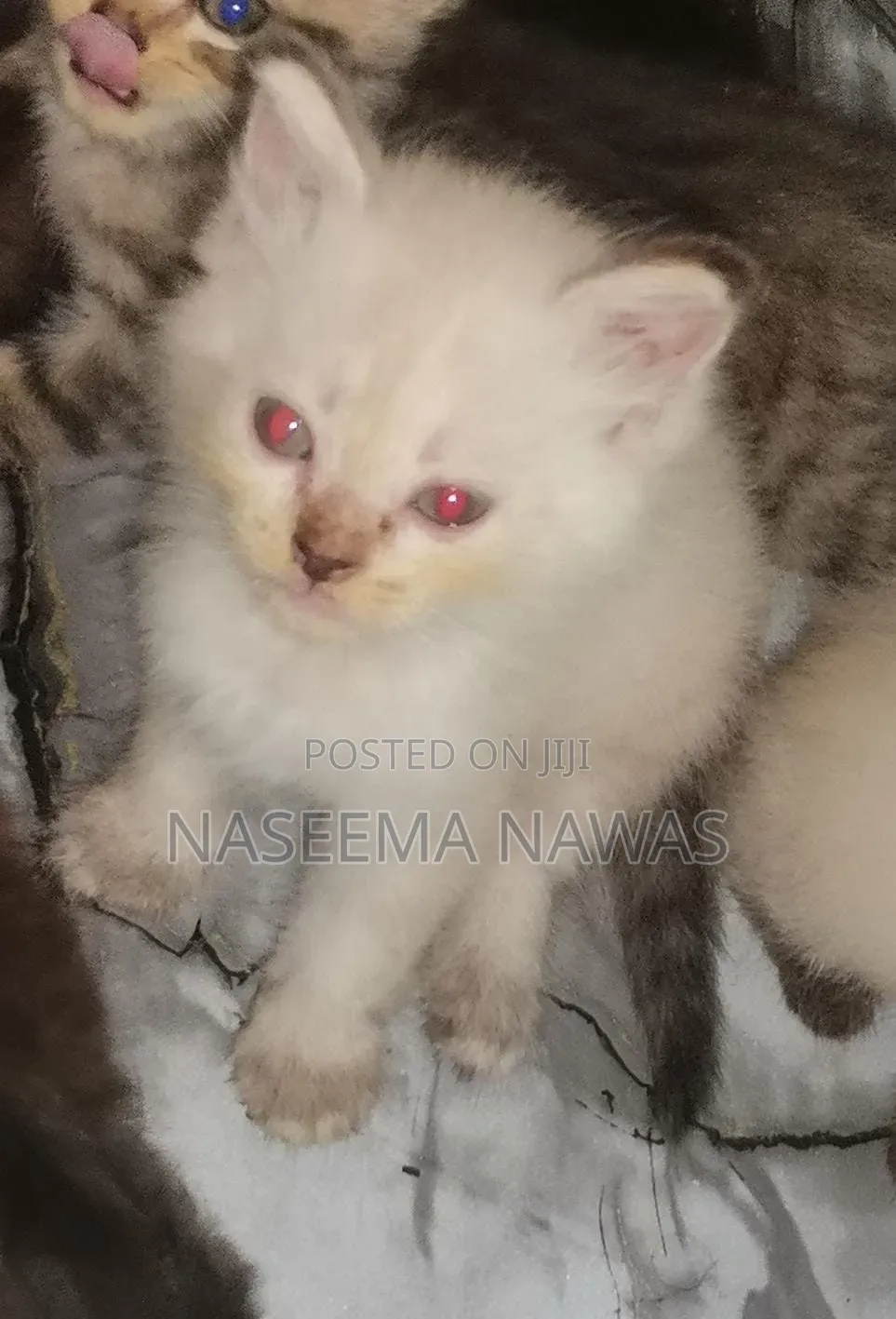 1-3 months Male Mixed Breed Scottish Fold