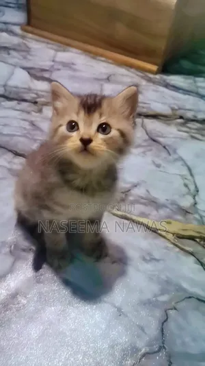 1-3 months Male Mixed Breed Scottish Fold