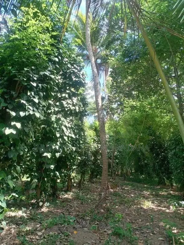Land For Sale In Kuliyapitiya