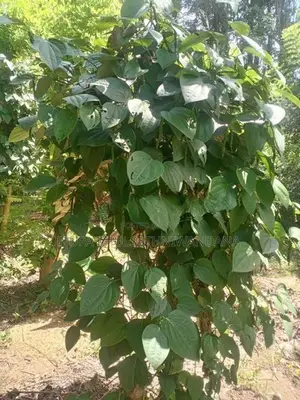 Land For Sale In Kuliyapitiya