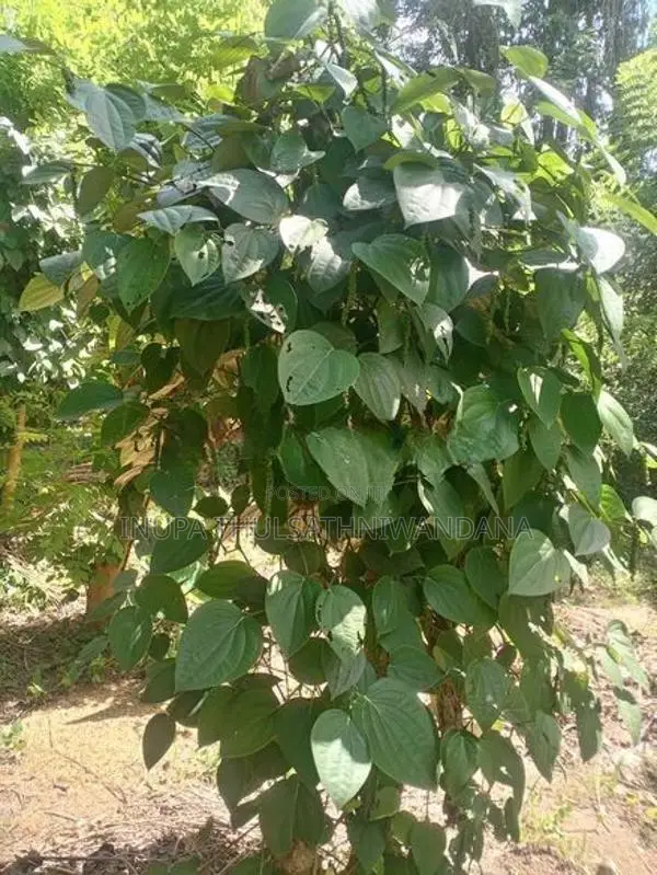 Land For Sale In Kuliyapitiya