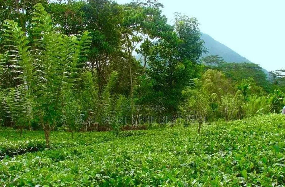 GALLE : 10 ACRES TEA & AGRICULTURAL ESTATE FOR SALE AT NELUWA