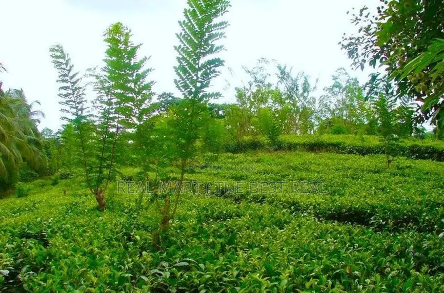 GALLE : 10 ACRES TEA & AGRICULTURAL ESTATE FOR SALE AT NELUWA