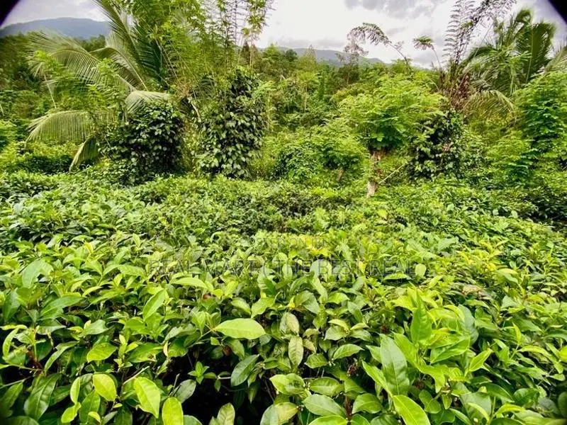 GALLE : 10 ACRES TEA & AGRICULTURAL ESTATE FOR SALE AT NELUWA