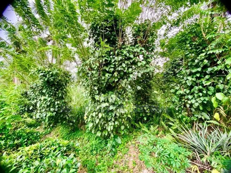GALLE : 10 ACRES TEA & AGRICULTURAL ESTATE FOR SALE AT NELUWA