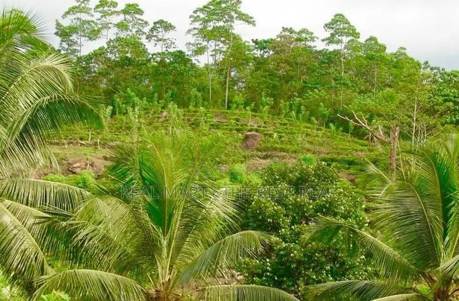 GALLE : 10 ACRES TEA & AGRICULTURAL ESTATE FOR SALE AT NELUWA