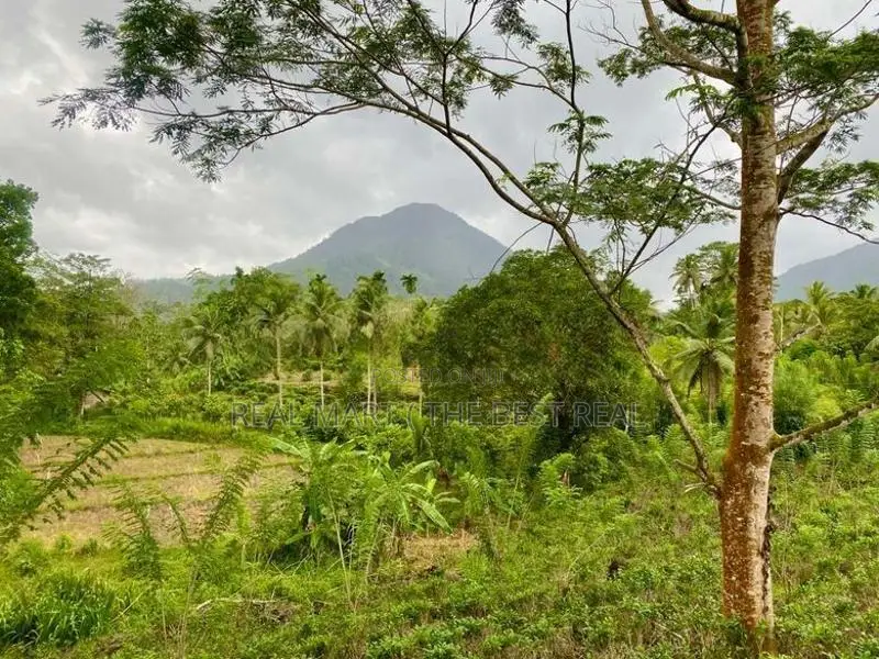GALLE : 10 ACRES TEA & AGRICULTURAL ESTATE FOR SALE AT NELUWA