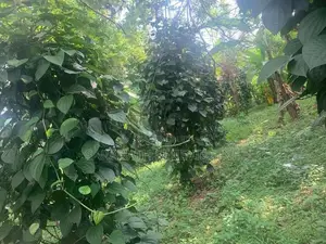 Land For Sale in Yakkala - 700 m to Kandy Rd