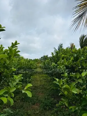 Land For Sale - House /Coconut tree 50 Nos / Appleguawa farm 1 Acre