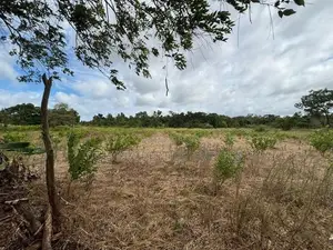 Land For Sale - House /Coconut tree 50 Nos / Appleguawa farm 1 Acre