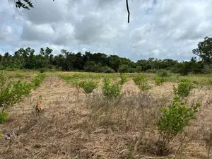 Land For Sale - House /Coconut tree 50 Nos / Appleguawa farm 1 Acre