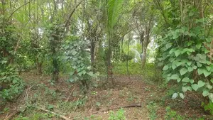 111Ph Land For Sale in Panadura, Arukgoda (Sri Indrasara Mawatha)