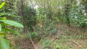 111Ph Land For Sale in Panadura, Arukgoda (Sri Indrasara Mawatha)