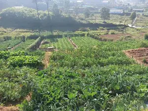 Agricultural Land For Sale – Near Nuwara Eliya Town