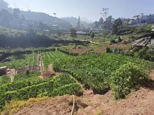 Agricultural Land For Sale – Near Nuwara Eliya Town