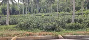 Coconut Land for Sale in Homagama