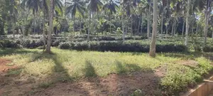 Coconut Land for Sale in Homagama