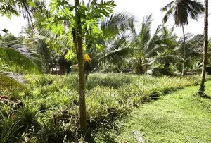 ඉඩමක් විකිණීමට - මල්වාන