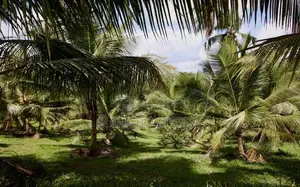 ඉඩමක් විකිණීමට - මල්වාන