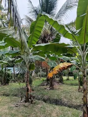 කටුපොත නගරයට ආසන්නව වටිනා ඉඩමක්