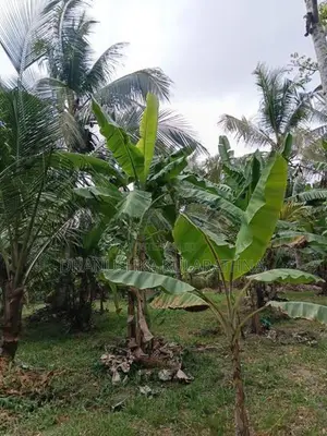 කටුපොත නගරයට ආසන්නව වටිනා ඉඩමක්