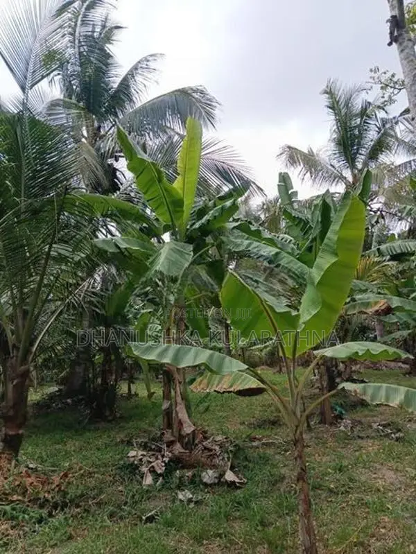 කටුපොත නගරයට ආසන්නව වටිනා ඉඩමක්