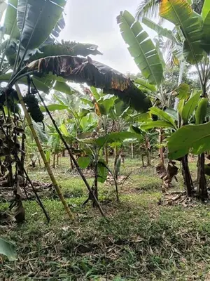 කටුපොත නගරයට ආසන්නව වටිනා ඉඩමක්
