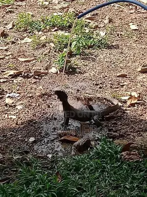 වටිනා ඉඩමක් විකිණීමට Niwandama