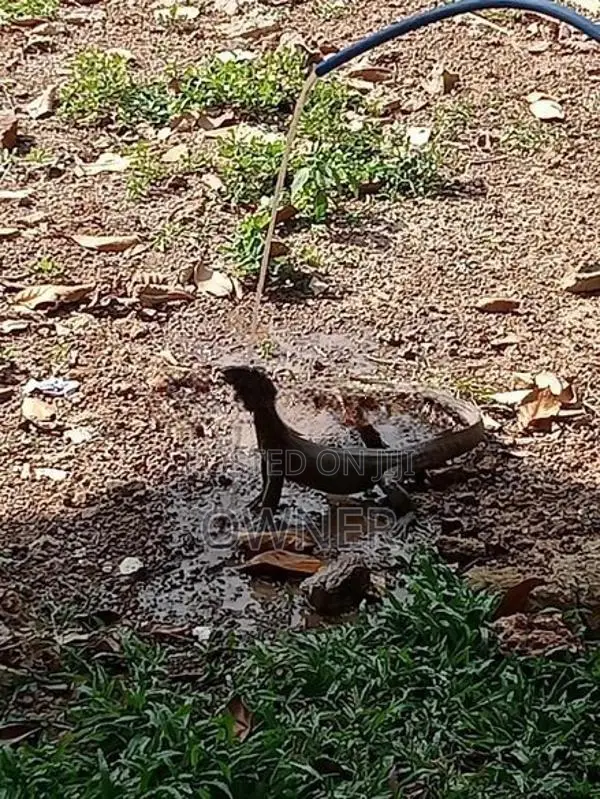 වටිනා ඉඩමක් විකිණීමට Niwandama