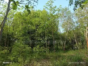 Land for Sale - Thanamalwila