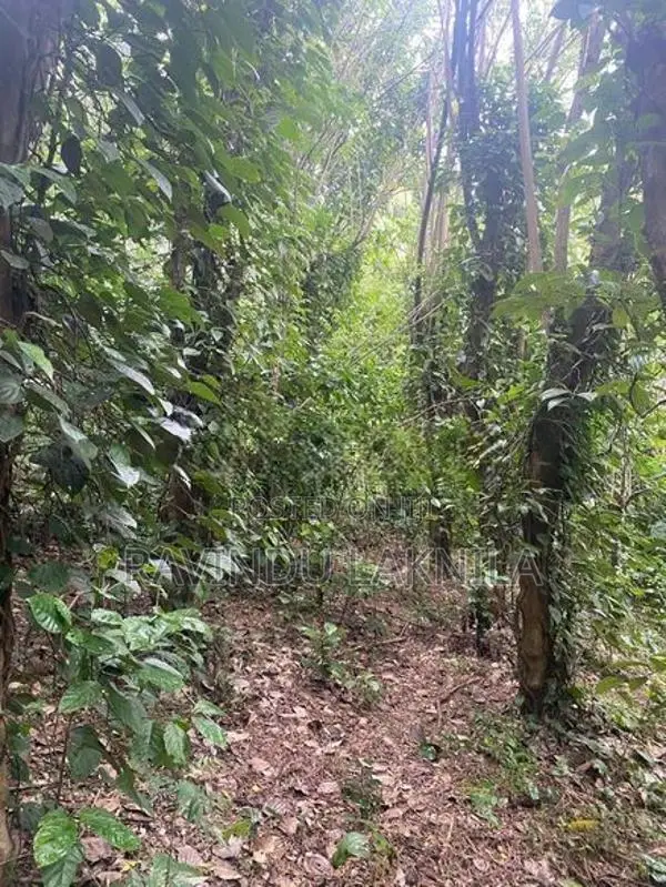 Land Sale - 7 Acres In Haputale