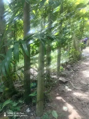 පිළිමතලාව අවටින් වටිනා ඉඩමක්