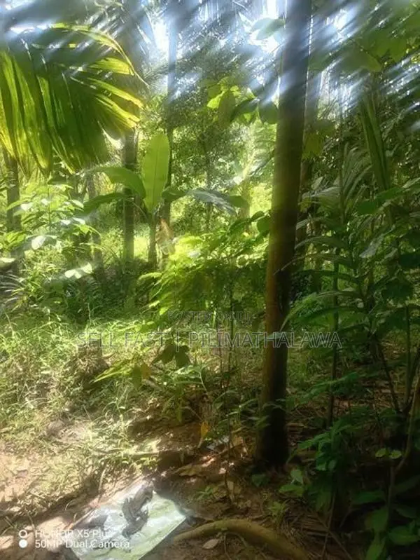 පිළිමතලාව අවටින් වටිනා ඉඩමක්