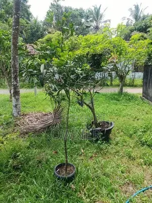 ගනෙමුල්ල වටිනා සින්නක්කර ඉඩමක් විකිණීමට