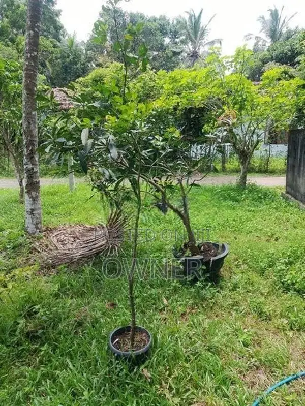 ගනෙමුල්ල වටිනා සින්නක්කර ඉඩමක් විකිණීමට