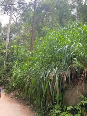 Land for Sale in Gelioya