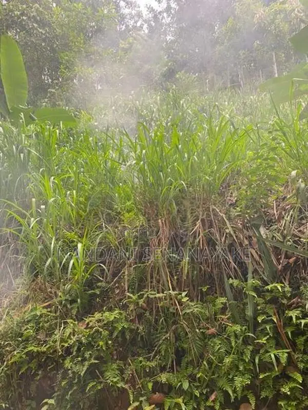 Land for Sale in Gelioya