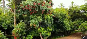 Fruit Land Plots Sale in Meegoda Atigala