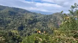 Bare Land In Bandarawela